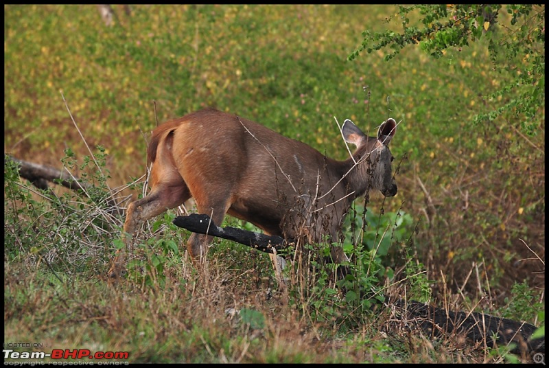 Bangalore - Thirunelli - Bandipur Trip : Forests & Fire-dsc_0781.jpg