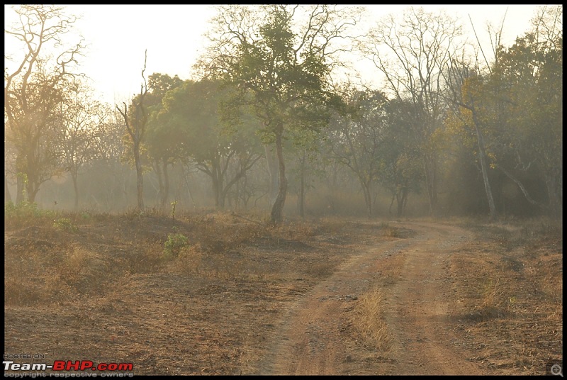 Bangalore - Thirunelli - Bandipur Trip : Forests & Fire-dsc_0846.jpg