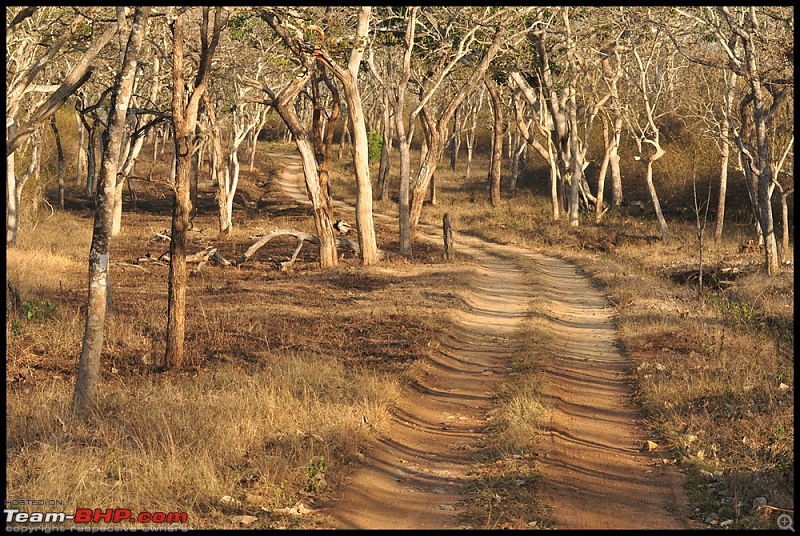 Bangalore - Thirunelli - Bandipur Trip : Forests & Fire-dsc_0879.jpg