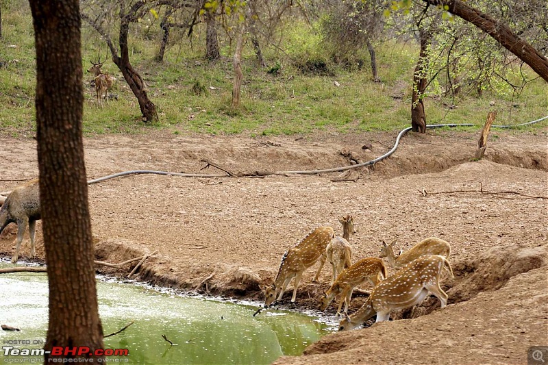 Hawk-On-Fours (H-4) Roadtrip: Of Forests (Sariska) & History (Siliserh, Deeg, Agra)-sariska-2.jpg