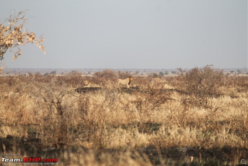 Splendid South Africa-kruger-lion-pride.jpg