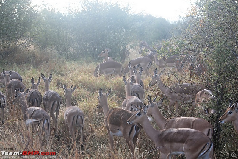 Splendid South Africa-kruger-deer-herd-2.jpg