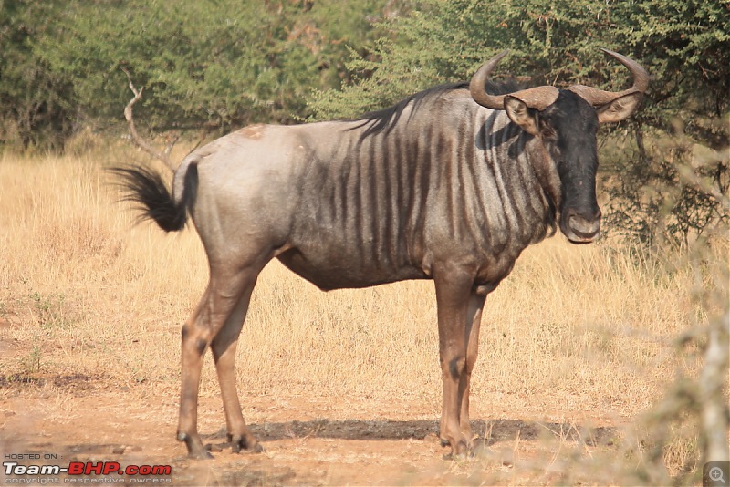 Splendid South Africa-kruger-wildebeest-1.jpg