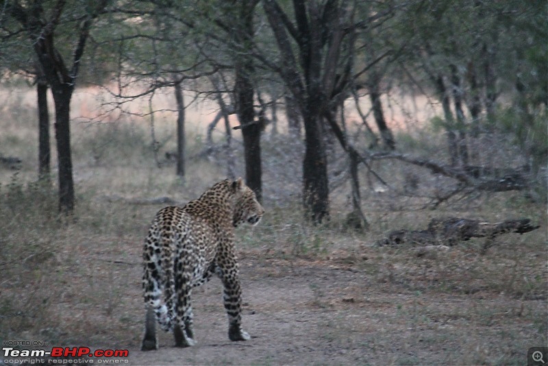 Splendid South Africa-kruger-leopard-2.jpg