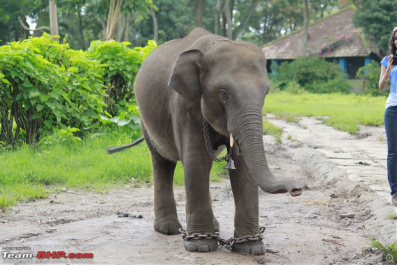 Meeting the Elephants - Family overnighter at Dubare Elephant Camp-ellecamp5.jpg