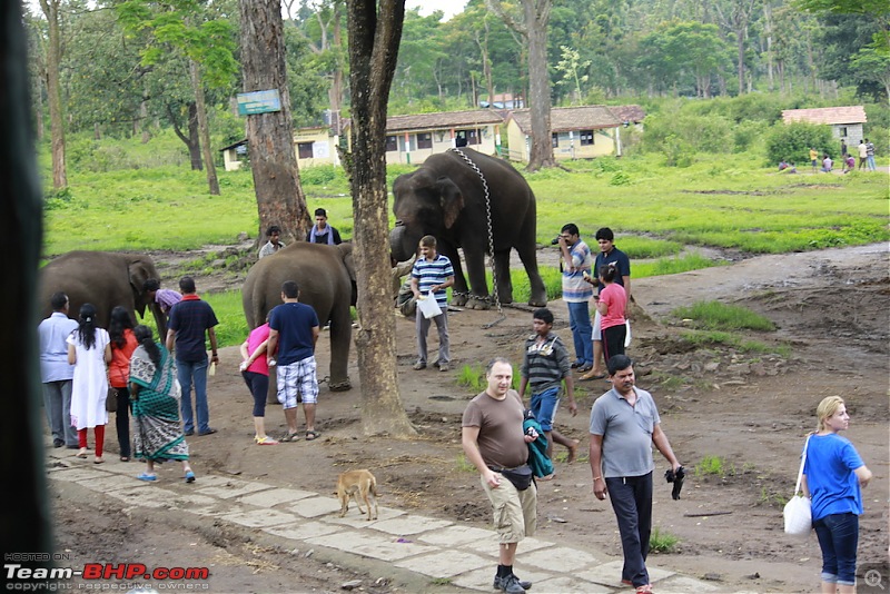 Meeting the Elephants - Family overnighter at Dubare Elephant Camp-ellecamp7.jpg