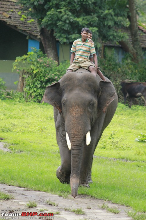 Meeting the Elephants - Family overnighter at Dubare Elephant Camp-ellecamp12.jpg