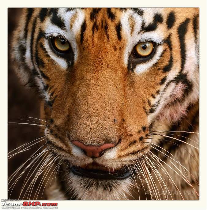 Tadoba: 14 Tigers and a Bison-closeup.jpg