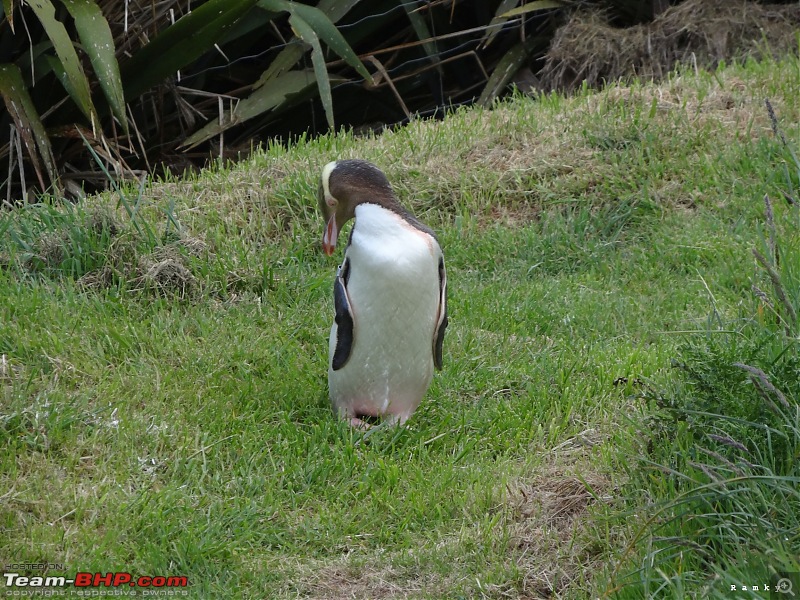 New Zealand: End to End-dsc02581.jpg