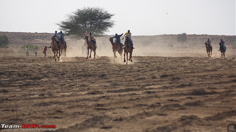 Reliving the glory of the Jaisalmer Desert Festival-camel-races.jpg