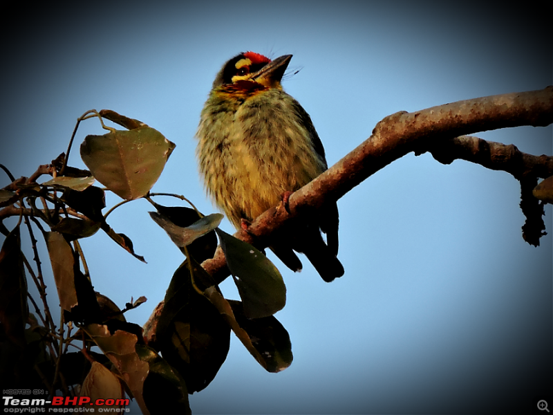 Waghoba at Tadoba-new-1.png