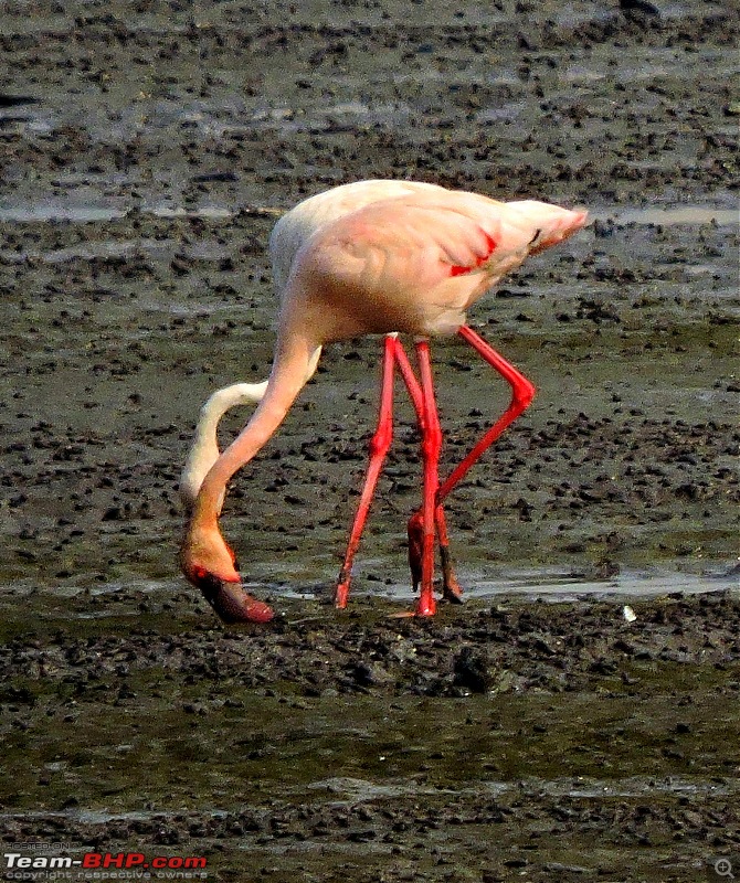 Waghoba at Tadoba-dscn2111.jpg