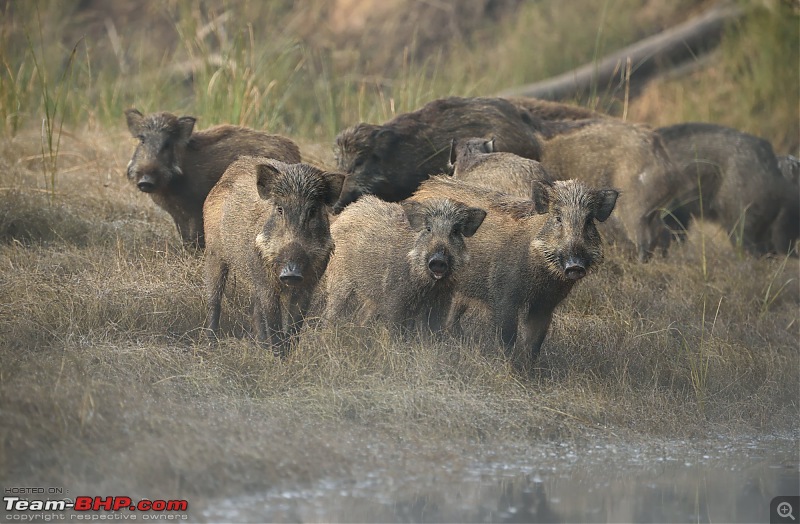 Bison chronicles: A 3000 kms dash to the Satpuras-3-piggies.jpg