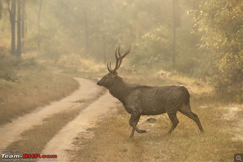 Bison chronicles: A 3000 kms dash to the Satpuras-sambar2.jpg