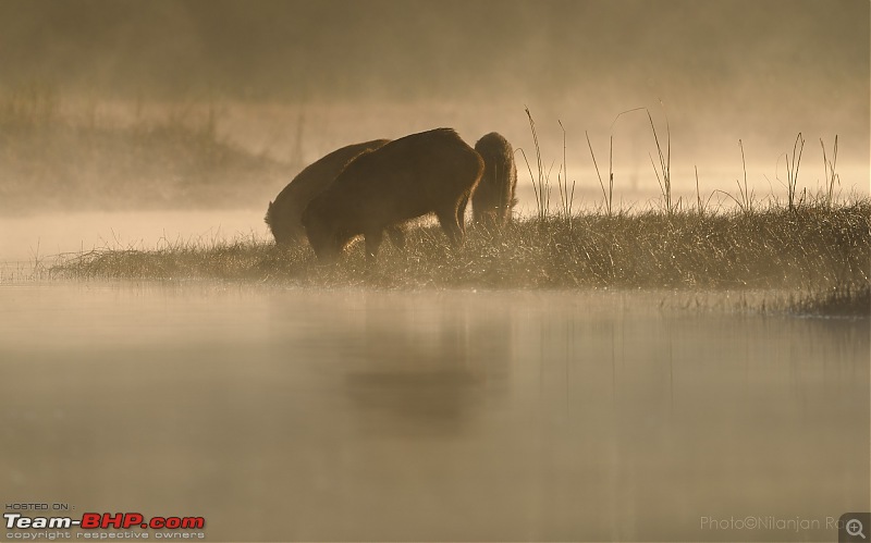 Bison chronicles: A 3000 kms dash to the Satpuras-boars.jpg