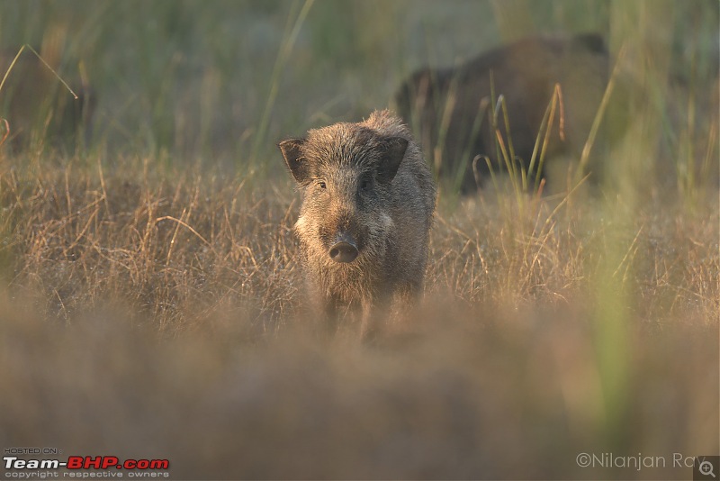 Bison chronicles: A 3000 kms dash to the Satpuras-see-you.jpeg