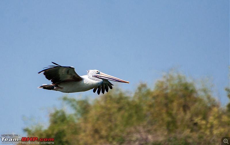 Two Pulsars, Bird Watching and Remnants of the Tipu era-ranganthittu_115.jpg