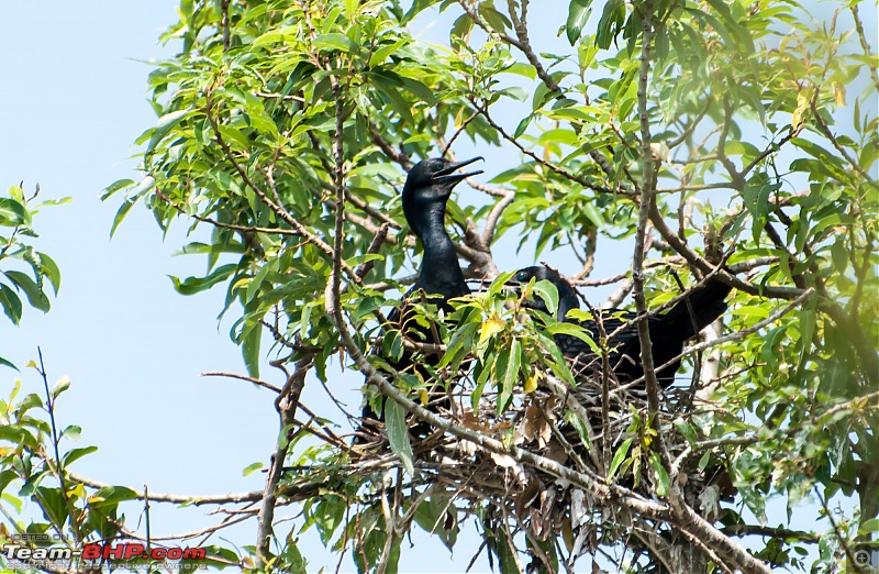 Two Pulsars, Bird Watching and Remnants of the Tipu era-ranganthittu_133.jpg