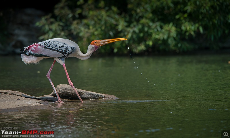 Photologue: Two hours @ Ranganathittu Bird Sanctuary. Drive to Mysore via Ooty-t6080x4028001103.jpg