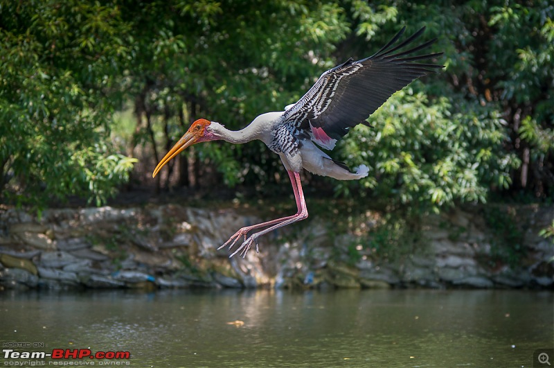 Photologue: Two hours @ Ranganathittu Bird Sanctuary. Drive to Mysore via Ooty-t6080x402800085.jpg