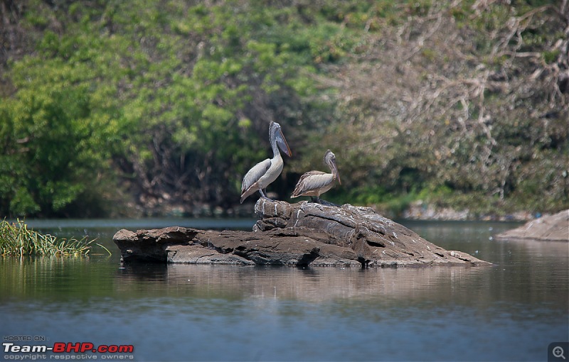 Photologue: Two hours @ Ranganathittu Bird Sanctuary. Drive to Mysore via Ooty-t6080x402800251.jpg