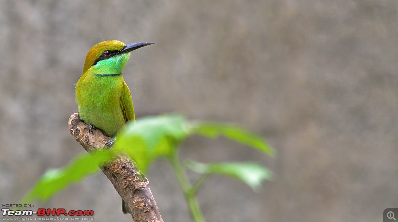 Photologue: Two hours @ Ranganathittu Bird Sanctuary. Drive to Mysore via Ooty-dsc_13926.jpg