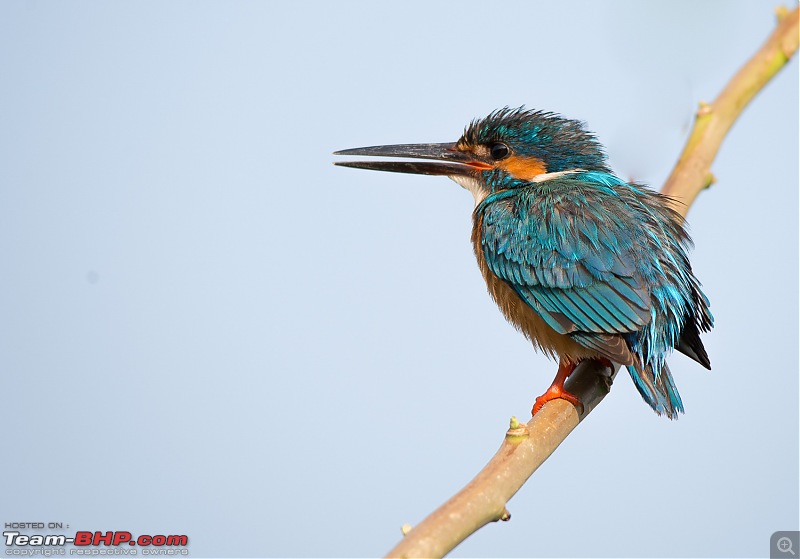Photologue: Two hours @ Ranganathittu Bird Sanctuary. Drive to Mysore via Ooty-dsc_36992.jpg