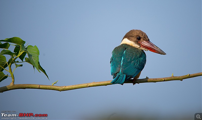 Photologue: Two hours @ Ranganathittu Bird Sanctuary. Drive to Mysore via Ooty-dsc_3598.jpg