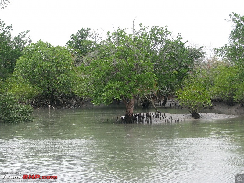 Into the Mangroves of the Sundarbans-img_0116.jpg
