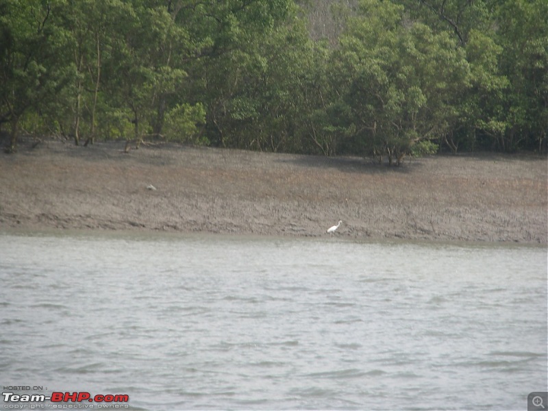 Into the Mangroves of the Sundarbans-img_0178.jpg