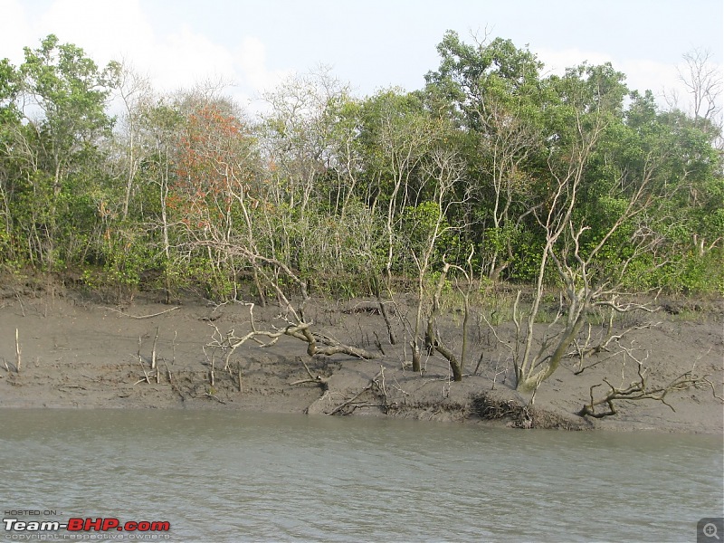 Into the Mangroves of the Sundarbans-img_0196.jpg
