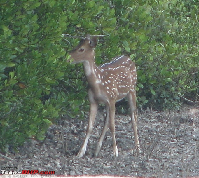 Into the Mangroves of the Sundarbans-img_02702.jpg