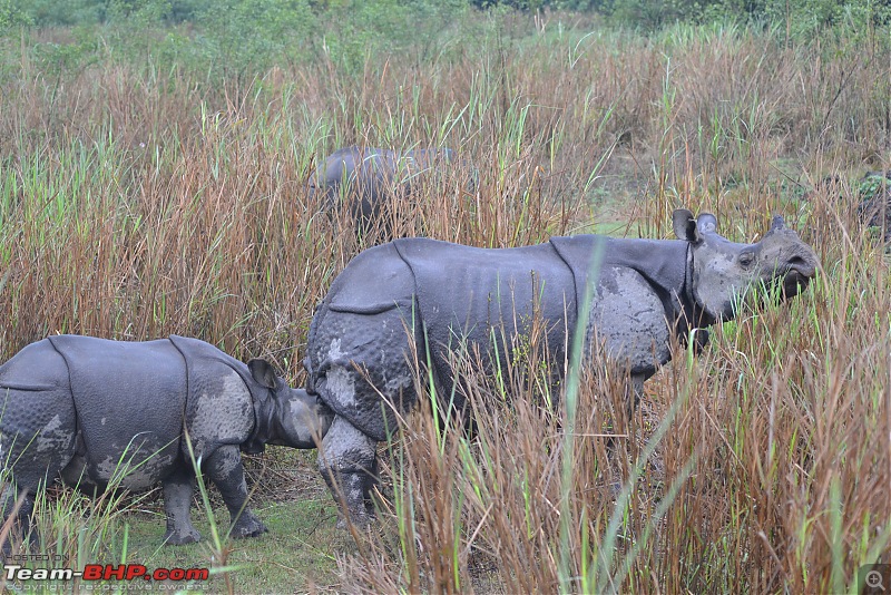 Rambling in the wild : Ranthambore, Jhalana, Bharatpur & more-dsc_0390.jpg