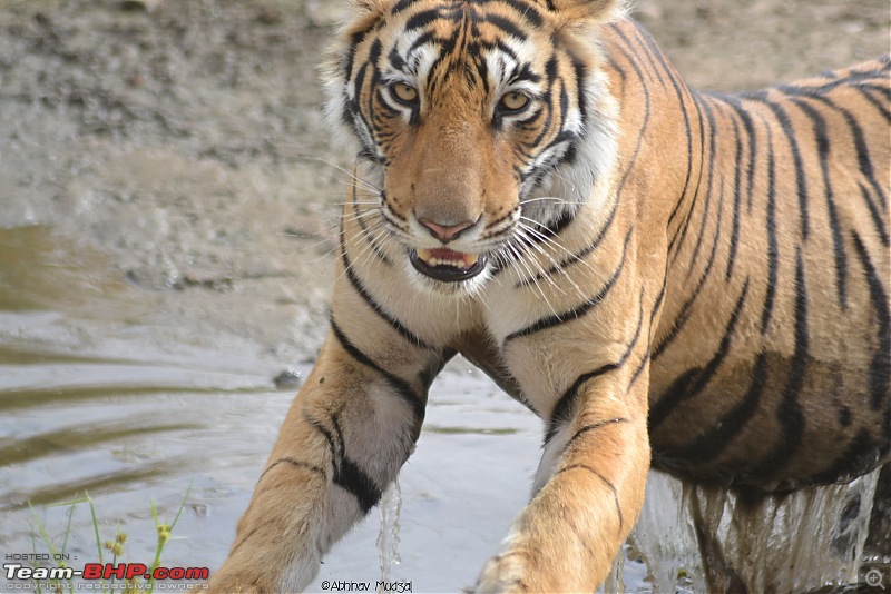 Rambling in the wild : Ranthambore, Jhalana, Bharatpur & more-dsc_0399.jpg