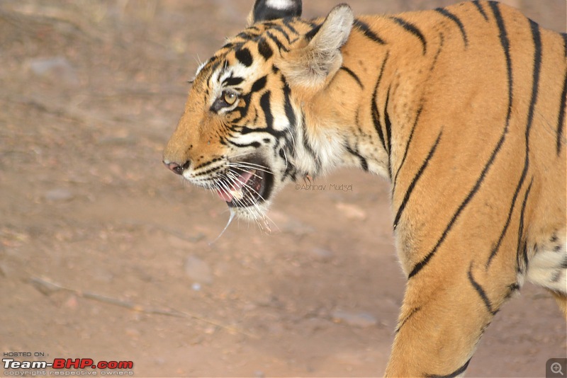 Rambling in the wild : Ranthambore, Jhalana, Bharatpur & more-dsc_0243.jpg