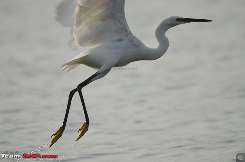 Rambling in the wild : Ranthambore, Jhalana, Bharatpur & more-little-egret-flying.jpg