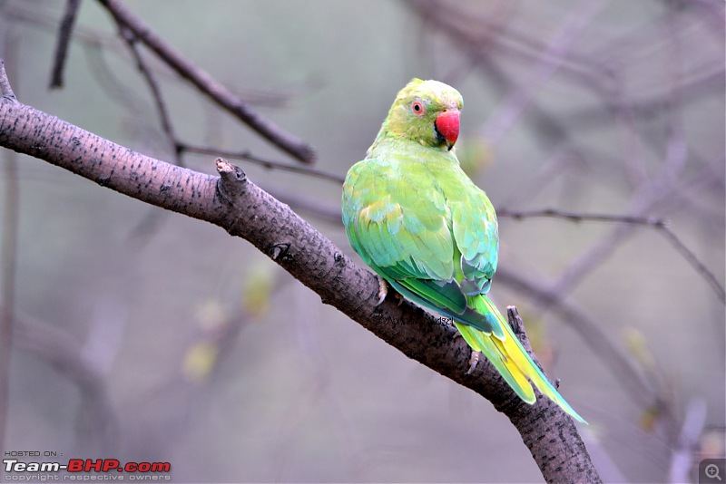 Rambling in the wild : Ranthambore, Jhalana, Bharatpur & more-rose-ringed-parakeet.jpg