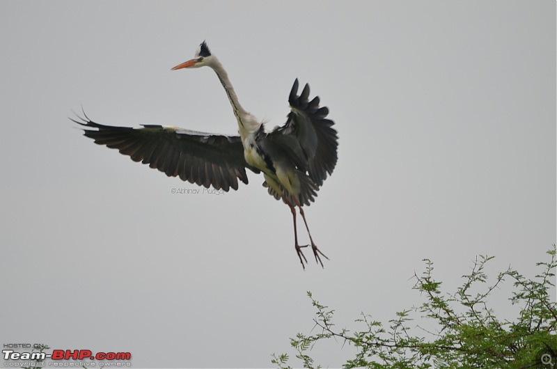 Rambling in the wild : Ranthambore, Jhalana, Bharatpur & more-grey-heron-flying-3.jpg