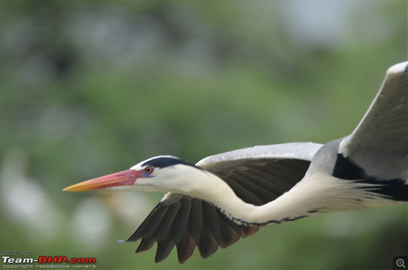 Rambling in the wild : Ranthambore, Jhalana, Bharatpur & more-grey-heron-flying-1.jpg