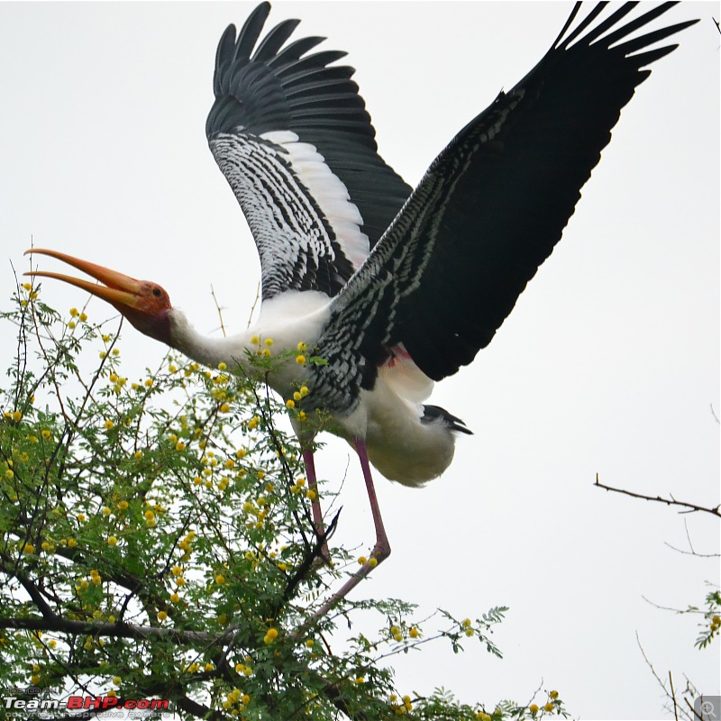 Rambling in the wild : Ranthambore, Jhalana, Bharatpur & more-painted-stork1.jpg