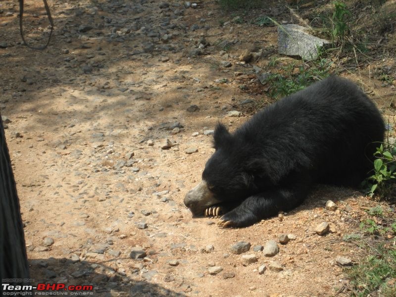 One day trips - Visiting Bannerghatta Zoo & Safari.-img_2064.jpg