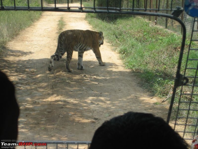 One day trips - Visiting Bannerghatta Zoo & Safari.-img_2086.jpg