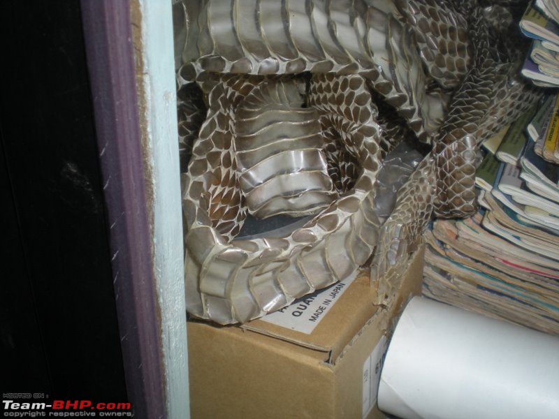 141827d1692992773t across south india tracking elusive king ophiophagus hannah aka king cobra 3