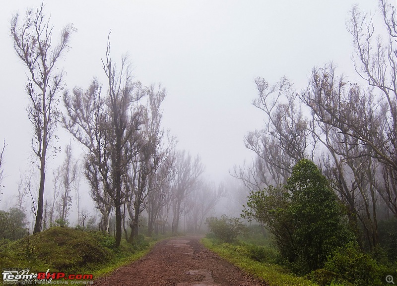 When brown turns green  Ride to Chikmagalur!-dsc_0694.jpg
