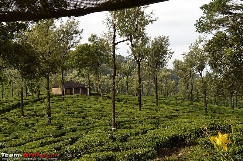 A fascinating drive to the land of tea estates - Chennai to Valparai-dsc_0222.jpg