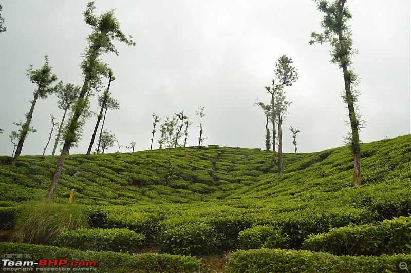 A fascinating drive to the land of tea estates - Chennai to Valparai-dsc_0542.jpg