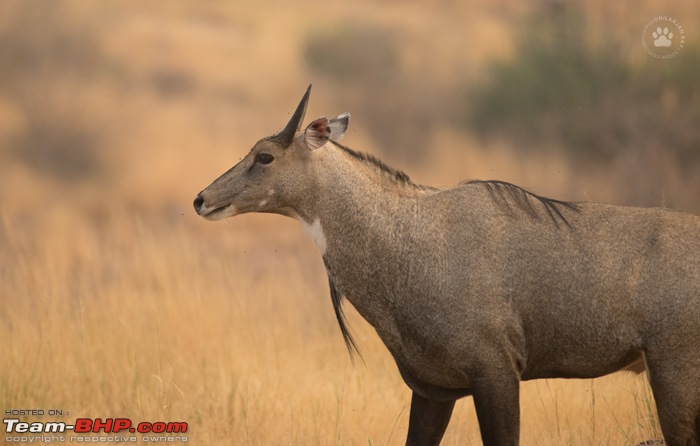 Tigers of Ranthambore: A 4,100 km roadtrip-dsc_0976.jpg