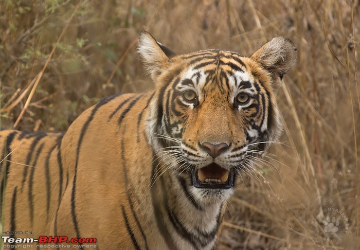 Tigers of Ranthambore: A 4,100 km roadtrip-dsc_7965.jpg