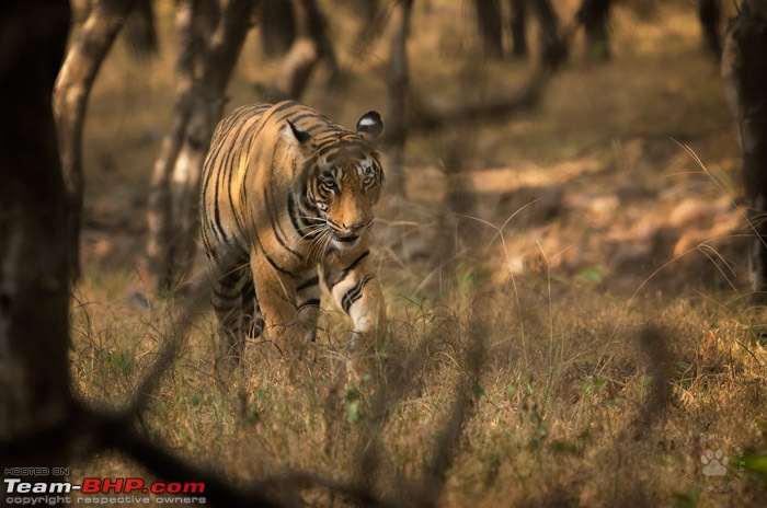 Tigers of Ranthambore: A 4,100 km roadtrip-dsc_7991.jpg