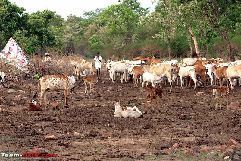 Weekend getaway in a forest-cattle-camp.jpg